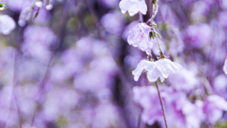 六角堂の枝垂れ桜